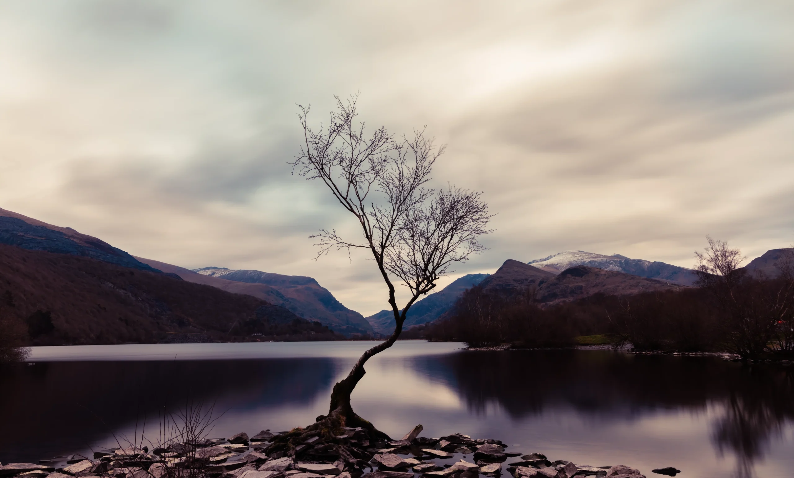 The Lone Tree