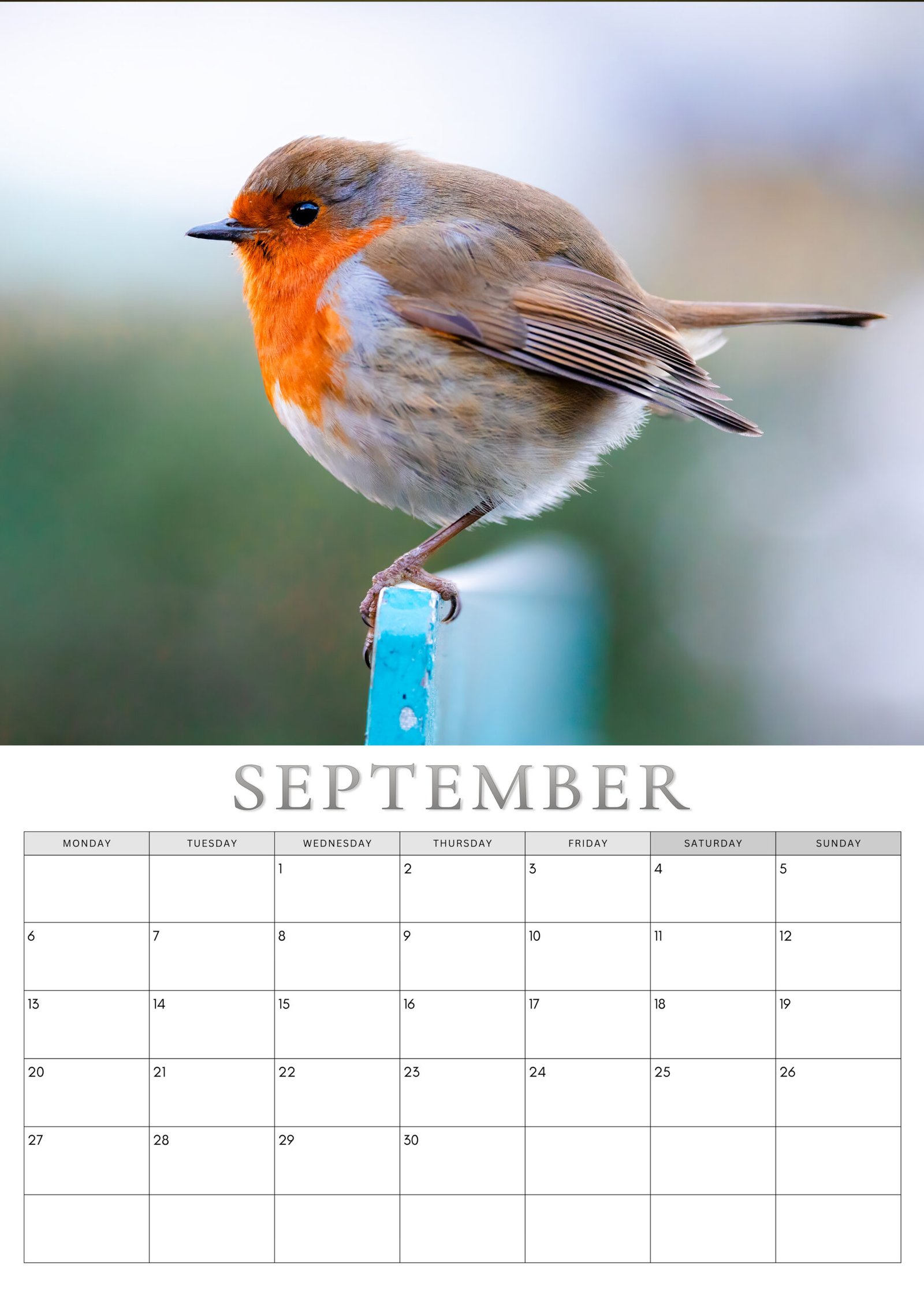 Robin calendar September