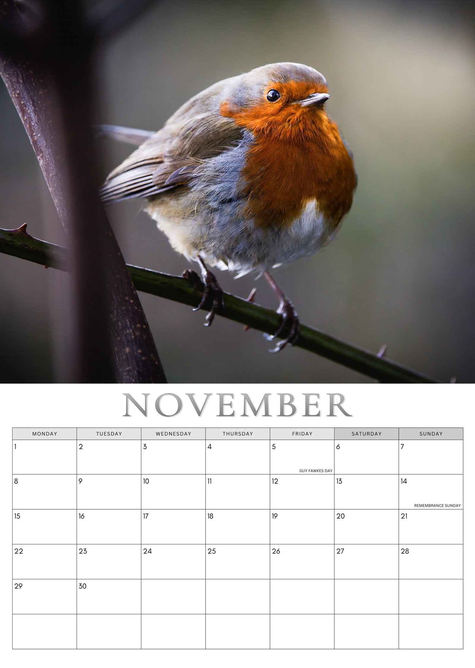 Robin calendar November